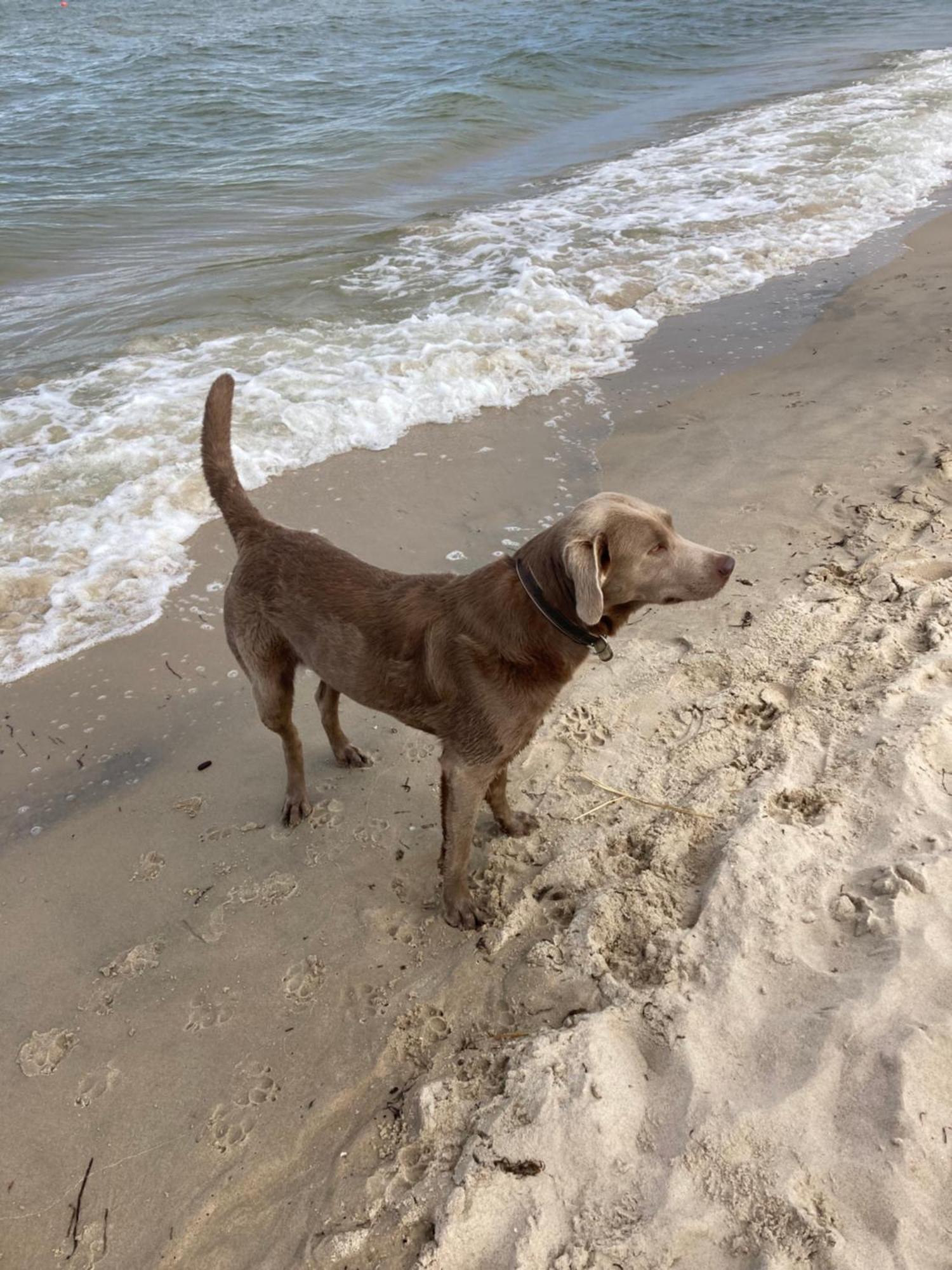 Reet Am Strand Mit Hund Karlshagen Ngoại thất bức ảnh