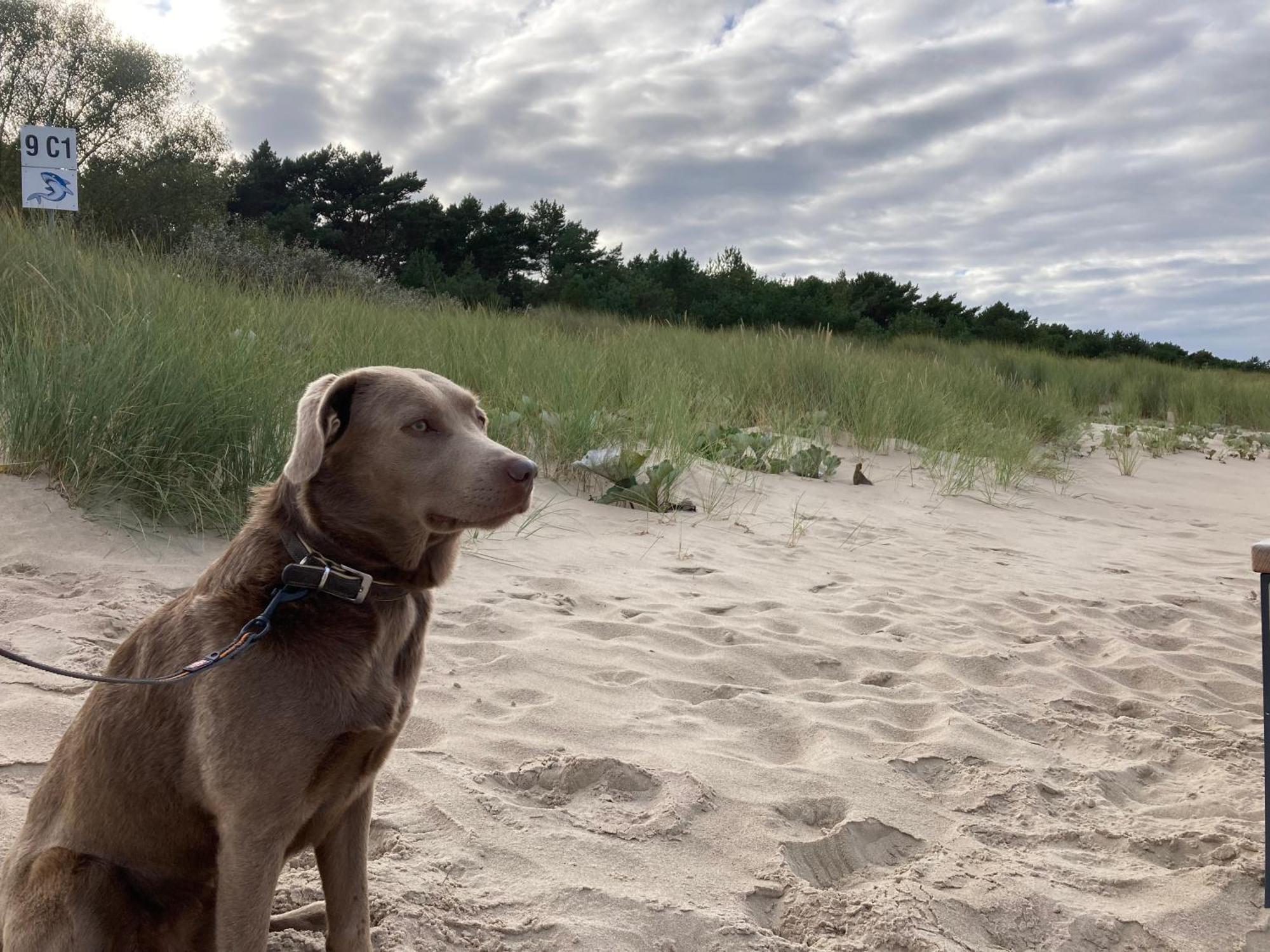 Reet Am Strand Mit Hund Karlshagen Ngoại thất bức ảnh