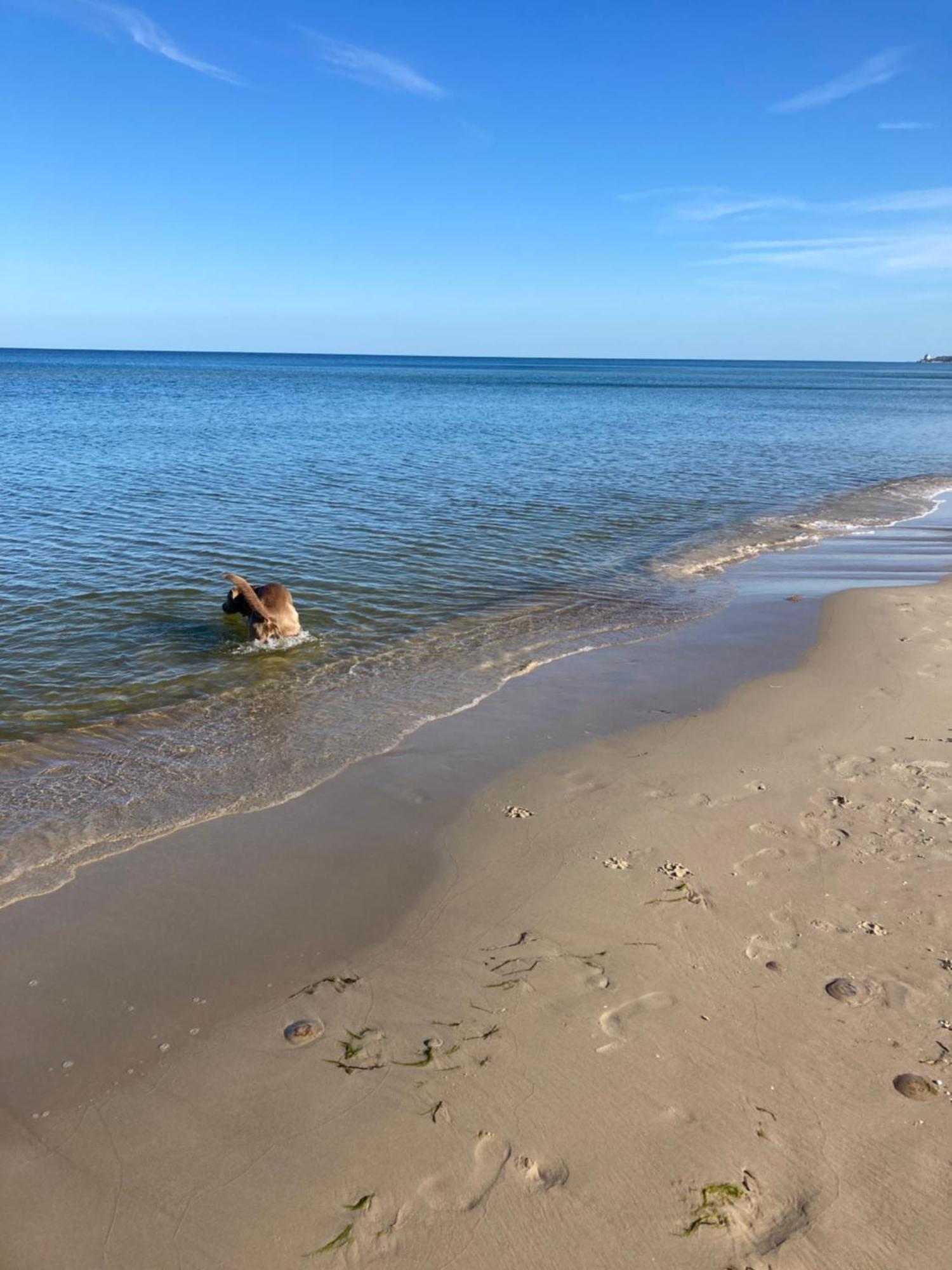 Reet Am Strand Mit Hund Karlshagen Ngoại thất bức ảnh