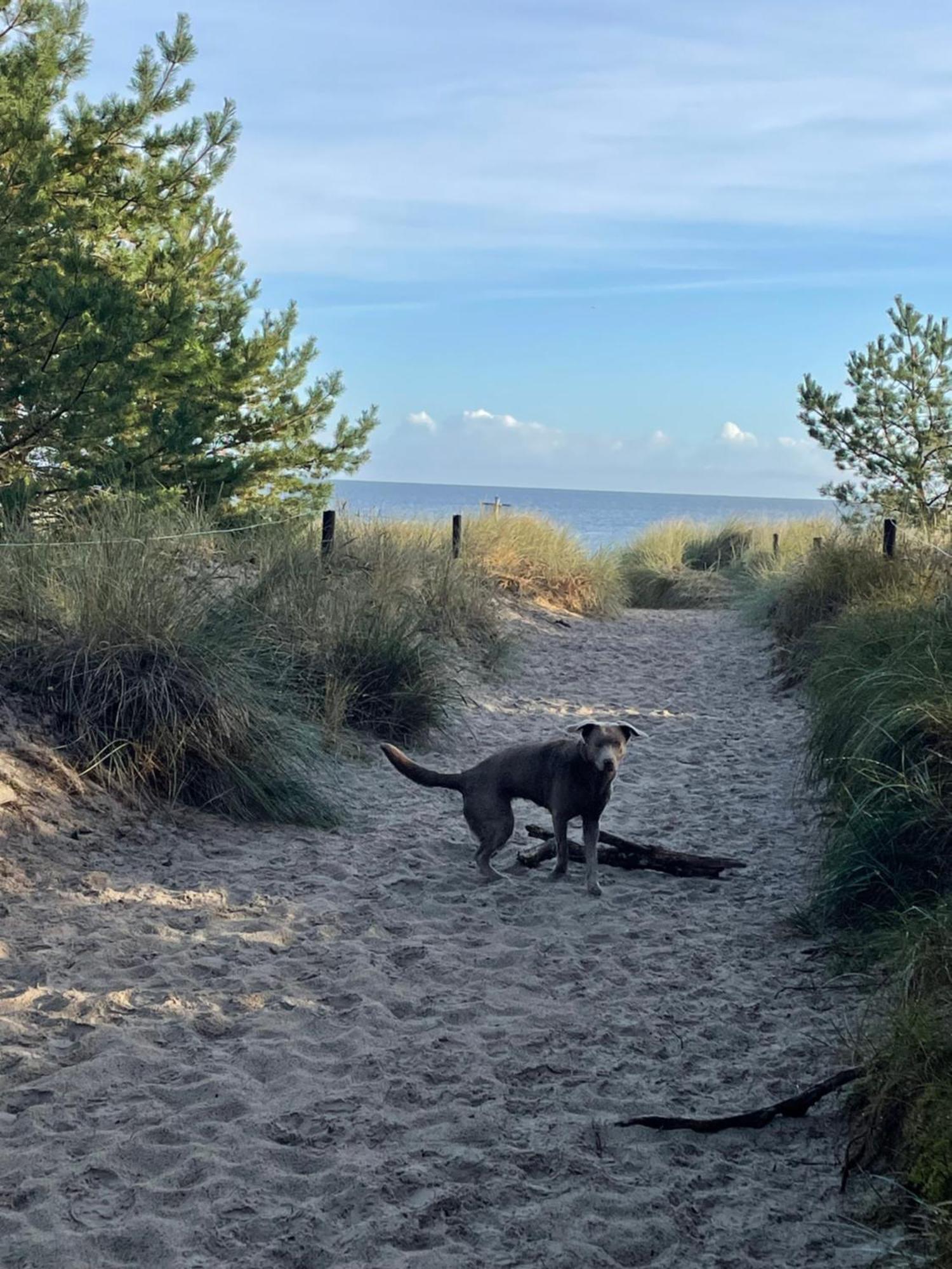 Reet Am Strand Mit Hund Karlshagen Ngoại thất bức ảnh